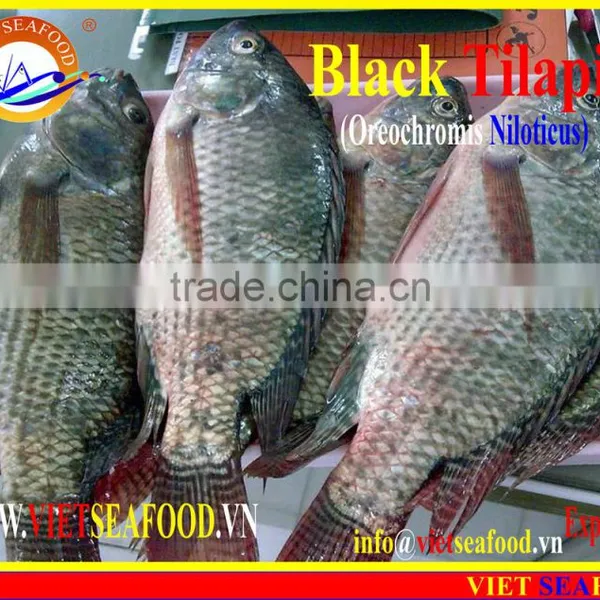 FROZEN BLACK TILAPIA WHOLE ROUND photo-4