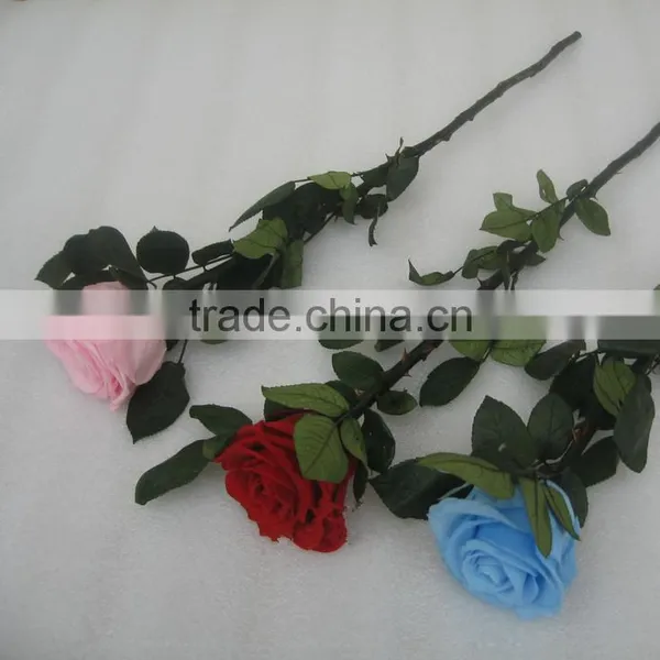 Fresh Cut Flowers Roses Long Lasting Big Rose Flower With Stem photo-4