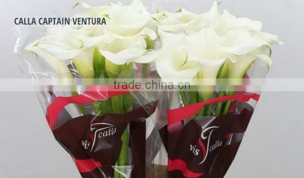 CALLA CAPTAIN VENTURA