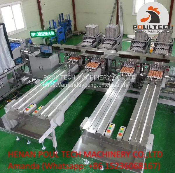 Automatic Egg Grading Equipment & Automatic Egg Packing Equipment photo-3
