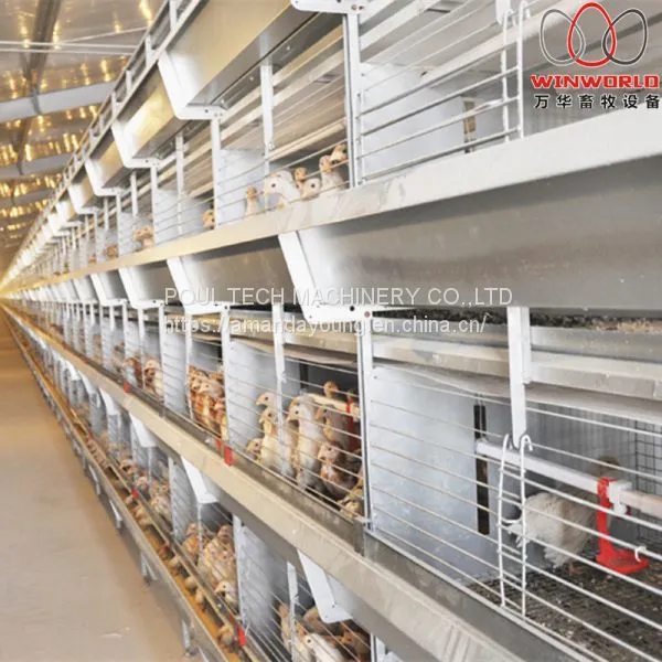 Mauritius Poultry Farm EquipmentBattery Broiler Cage & Meat Chicken Cage & Chicken Coop in Chicken Shed photo-3