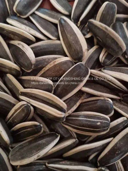 2019 Sunflower Seeds With Superb Quality
