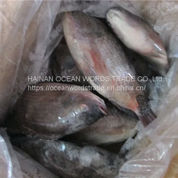 Tilapia Whole Round 300-500/500-800/800+ photo-2
