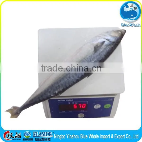 100/200g 200/300g 300/500g 400/600g Scomber Japonicus photo-4