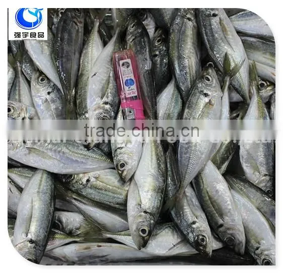 Wholesale Fishing Frozen Yellow Tail Horse Mackerel Fish