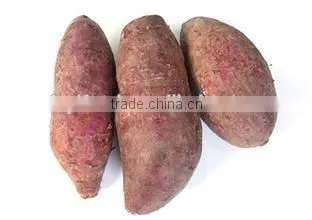 Fresh Sweet Potato Vegetable on Sale photo-3