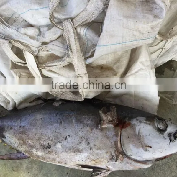 2016 New Product Frozen Tuna Fish Yellowfin photo-2