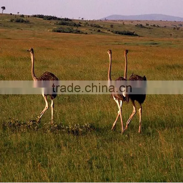 Ostrich Slaughter Equipment Cattle Slaughter Equipment Poultry Slaughter Unit c Profession Production Cheapest Price