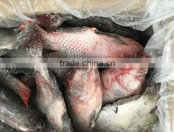 Frozen Good Black Tilapia 500-800g photo-5