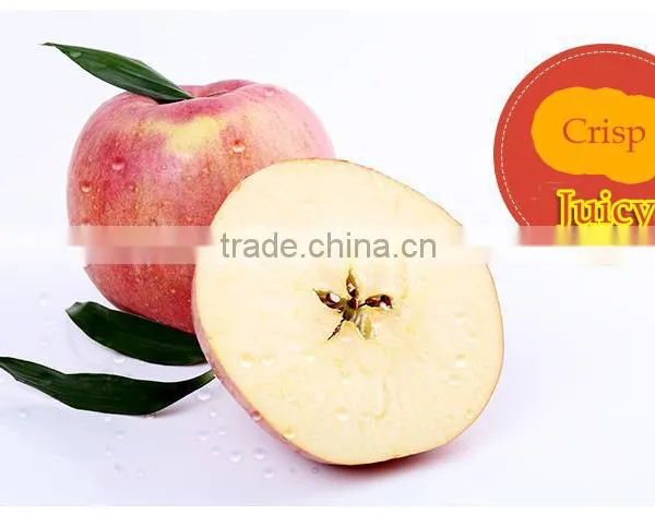 New 2016 Professional Delicious High Quality Fresh Red Hanfu Apple photo-4