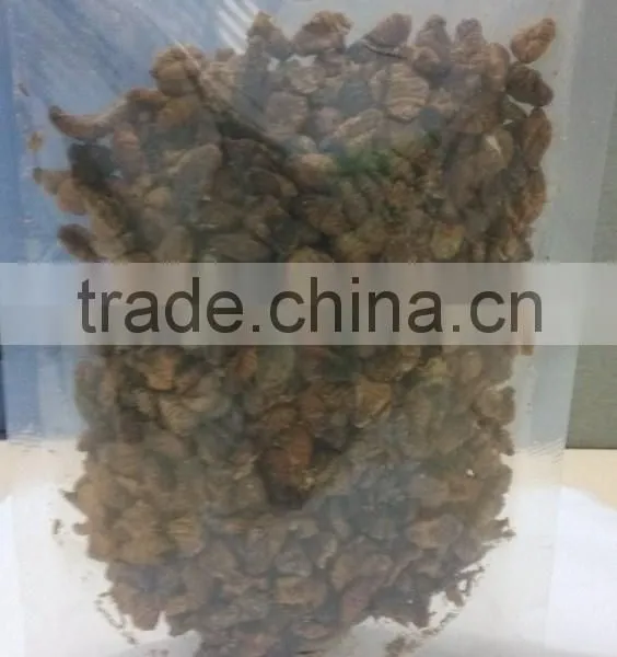 Protein Dried Insects photo-3