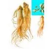 Ginseng Root PE