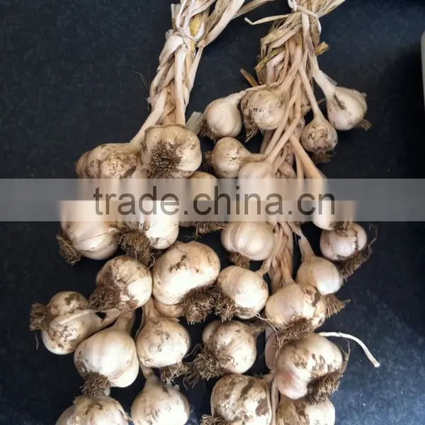 Garlic Seeds Garlic Price photo-2