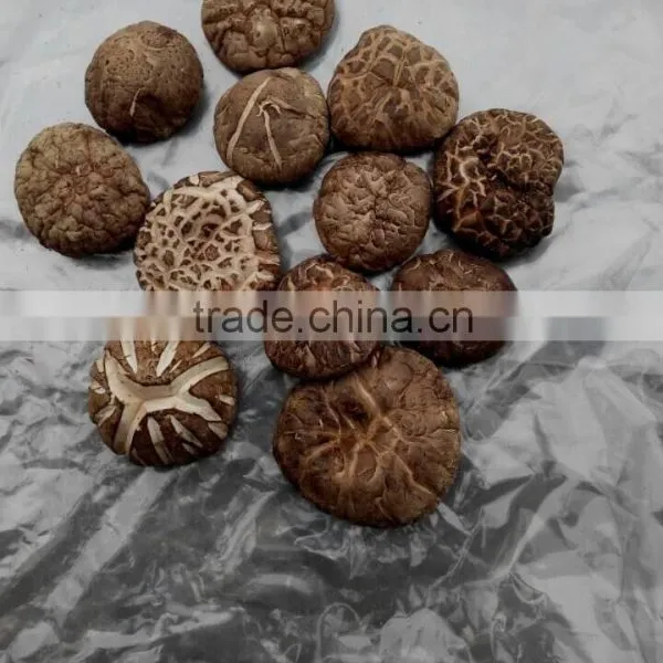 Edilble Dried Tea Flower Mushroom Growing in Autumn photo-2