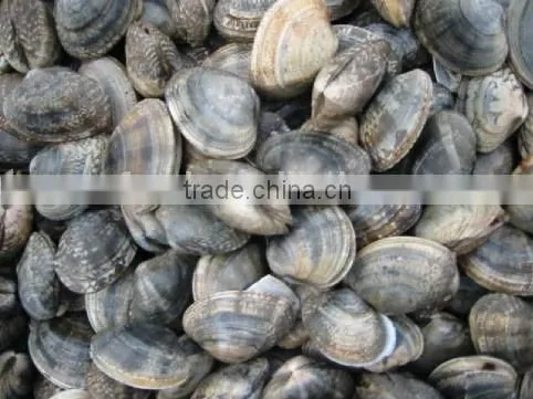 Multi-Language Sites Frozen Short Neck Clam With Shell Frozen Short Neck Clam With Shell Frozen Short Neck Clam With Shell Froz photo-2