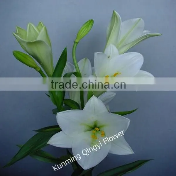 China Supplier High Grade Natural Beautiful Lily Flower photo-4
