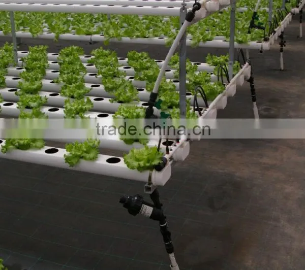 Efficient Polycarbonate Greenhouse for Hydroponic NFT Growing System for Tomato and Lettuce photo-3