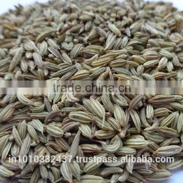Fennel Seeds Green Colour photo-4