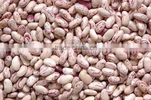Speckled Kidney Beans With Hige Quality for Sale photo-3