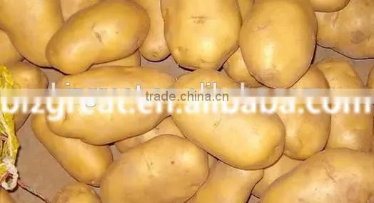 Supply Fresh Vegetables ,high Quality Fresh Potatoes for Sale photo-6
