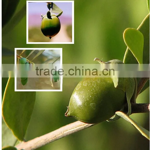 100% Pure and Natural Jojoba Oil Wholesale photo-2