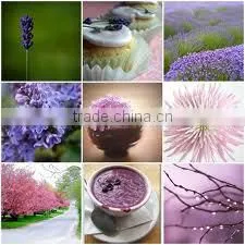 100% PURE & NATURAL LAVENDER OIL