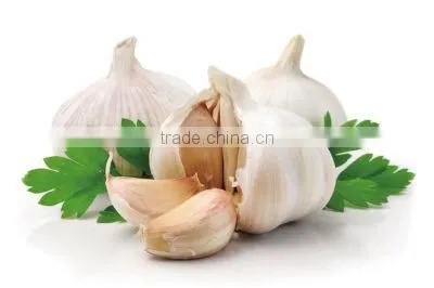 Natural Garlic Extract Oil photo-4
