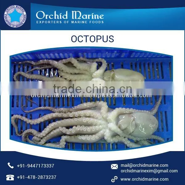 100% Best Quality Frozen Octopus at Lowest Market Price photo-6
