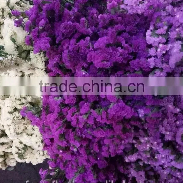 Ornamental Plants Myosotis Cut Flowers Statice From Yunnan photo-3