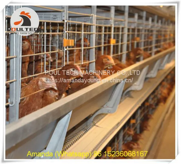 South Africa Poultry Farm Equipment - Battery Chicken Cage & Layer Cage & Chicken Coop & Laying Hen Coop & Laying Hen Cage in Chicken Farm photo-2