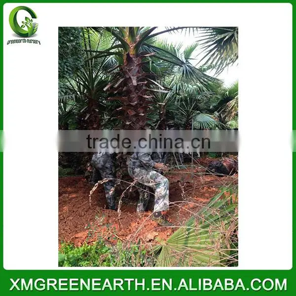 Washingtonia Robusta Palms Trunk 2.5m (2) photo-2