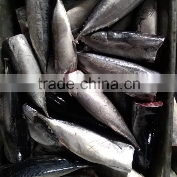 Frozen HGT Tuna Bonito Fish AUXIS THAZARD photo-3