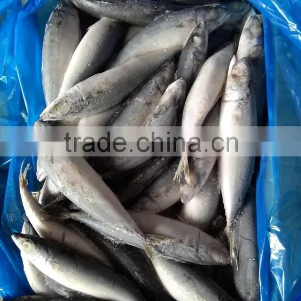 Frozen Good Quality Pacific Mackerel Fish Sea Frozen photo-6