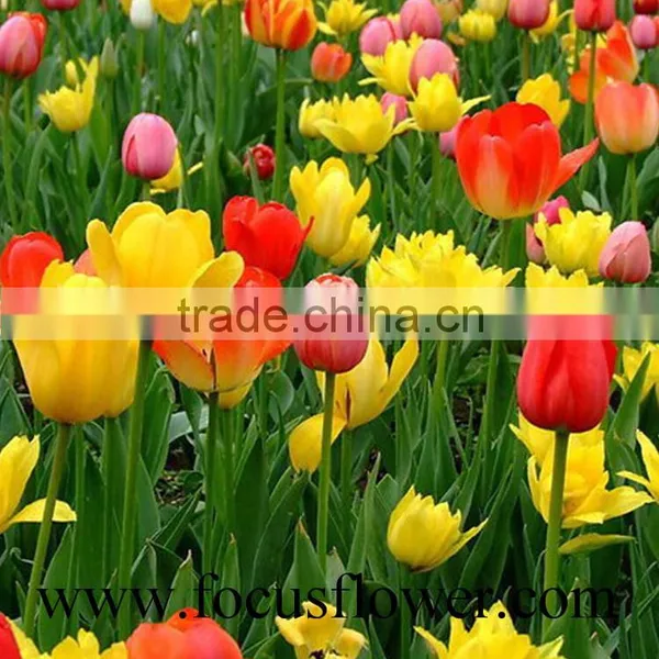 2016 High Quality Rainbow Tulip, the Fresh Cut Flowers With Low Price photo-4