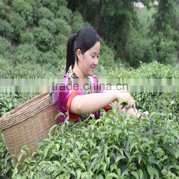 Health-Enhancing Function Wild Rocky Tea Green Tea photo-2