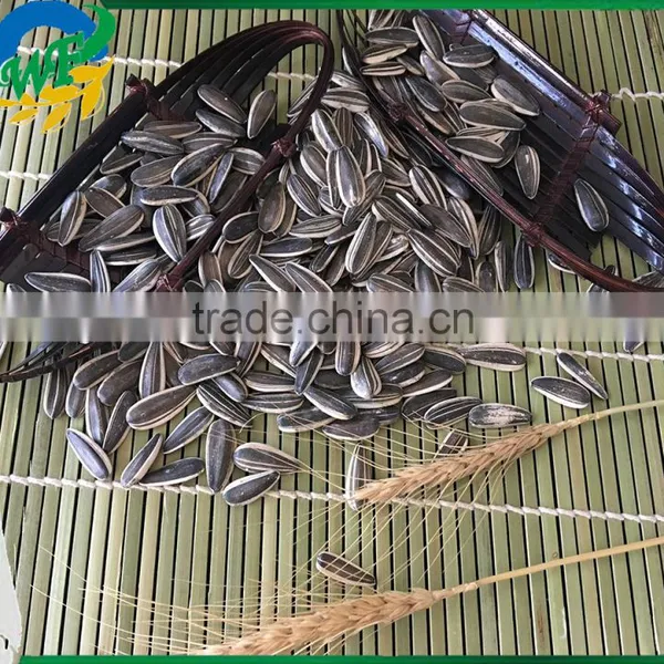 Raw Sunflower Seeds 0409 Stye Oil Market Price Oil Ukraine photo-3
