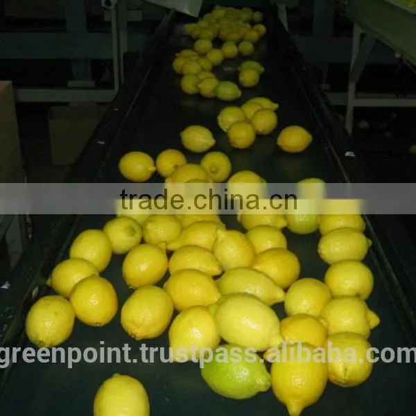 Lemon photo-5