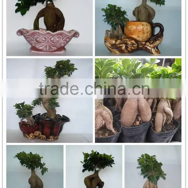 Ficus Ginseng Microcarpa Bonsai Tree Taiwan Ficus Banyan Fig Indoor Ornamental Plants Nursery photo-2