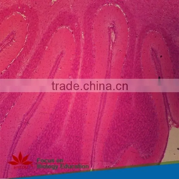 Mixed High Quality Beat Price Medical Histology Microscope Prepared Glass Slides photo-2