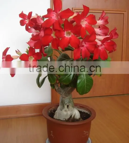Desert Rose photo-2