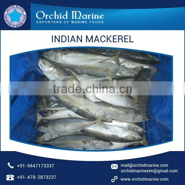 Frozen Indian Mackerel Fish at Low Price for Bulk Purchase photo-2