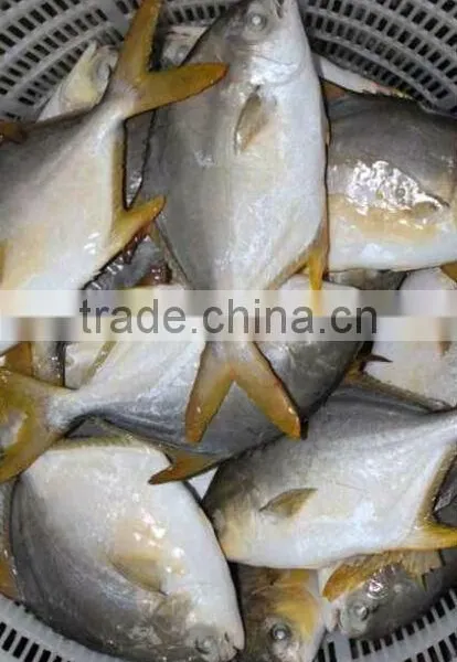 High Quality Frozen Golden Pomfret Fish photo-5