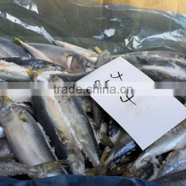Frozen Mackerel Fish photo-2