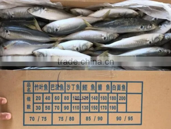 Whole Round Seafood Fresh Sea Frozen Jack Mackerel photo-3