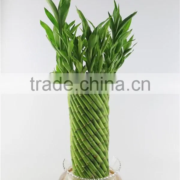 Spiral Cage 30cm Lucky Bamboo photo-2