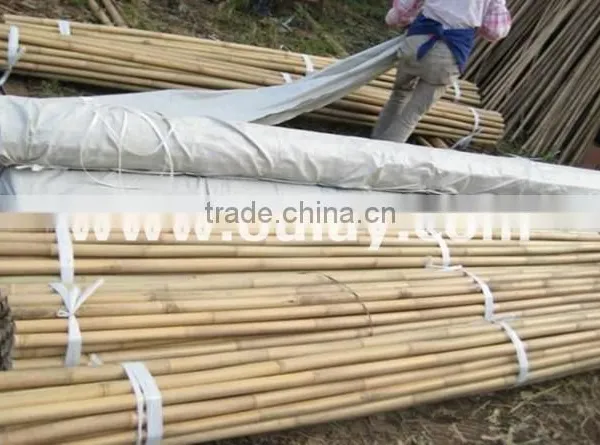 Different Sizes Tonkin Bamboo Stakes/poles/canes for Agriculture photo-4