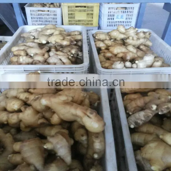 (HOT) 2015 Cabbage Wholesaler/cabbage Prices photo-3