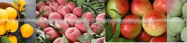 Commercial Use Fruit Stone Coring Seed Removing Plum Olive Cherry Pitter photo-3