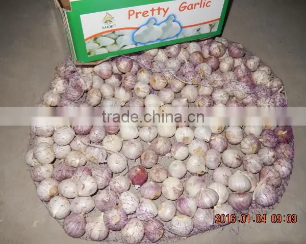 GARLIC photo-2