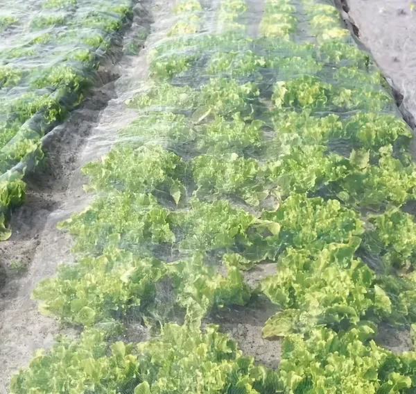 White Anti Insect Net for Greenhouse Ventilation and Pest Prevention photo-2